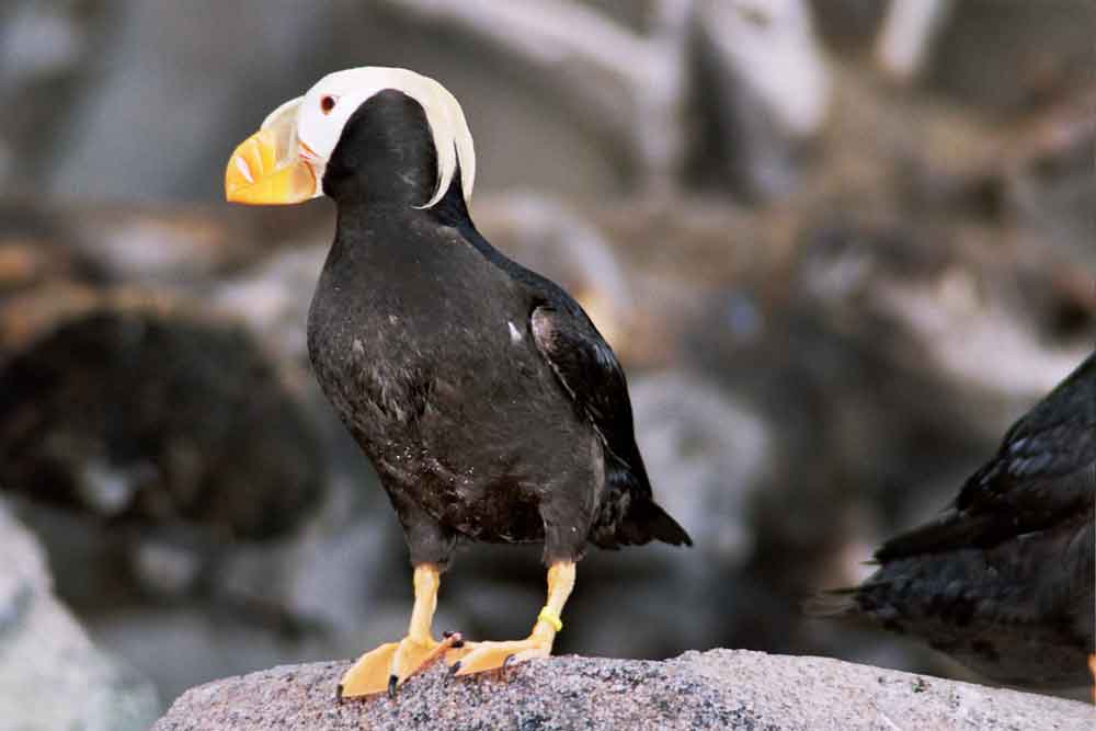 Frailecillo o Puffin - Alaska - EEUU 2.jpg